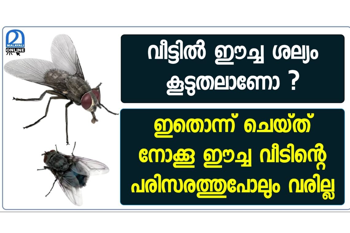 How to get rid of house flies easily - Malayali Online How To Get Rid Of Dumpster Flies
