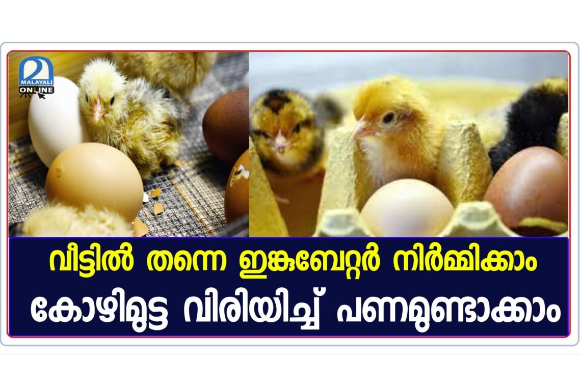 How to make simple egg incubator at home - Malayali Online
